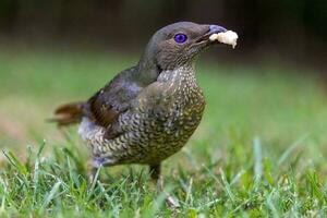 Satin Bowerbird in Australia photo