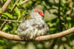 Red-browed Finch in Australia photo