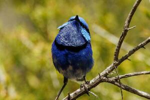 Splendid Fairywren in Australia photo