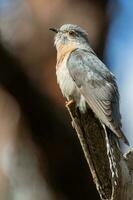 Fan-tailed Cuckoo in Australia photo