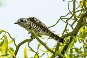 Shining Bronze Cuckoo photo