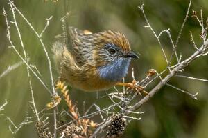 Southern Emu-wren in Australia photo