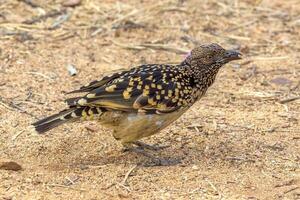 Western Bowerbird in Australia photo