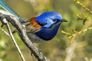 Blue-breasted Fairywren in Australia photo