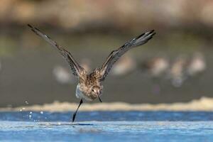 Bar-tailed Godwit in Australasia photo