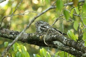 Papuan Frogmouth in Australia photo