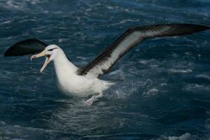 ceja negra albatros en australasia foto