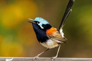 Red-winged Fairywren in Australia photo