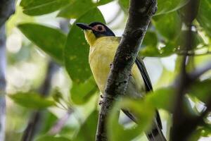 Australian Figbird in Australia photo