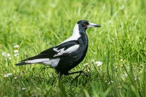 Australasian Magpie in Australia photo