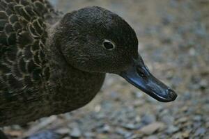 Brown Teal in New Zealand photo