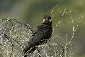 Yellow-tailed Black Cockatoo in Australia photo