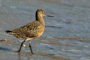 Bar-tailed Godwit in Australasia photo