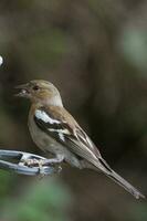 Common Chaffinch Bird photo