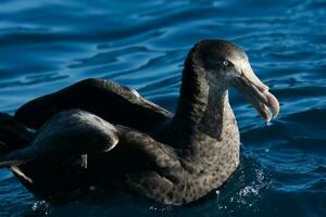 Northern Giant Petrel photo