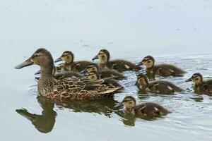 Australasian Shoveler Duck photo