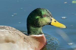 Common Mallard Duck photo