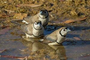 Double-barred Finch in Australia photo