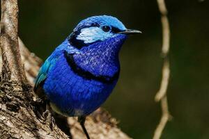 Splendid Fairywren in Australia photo