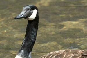 Canada Goose in Australasia photo