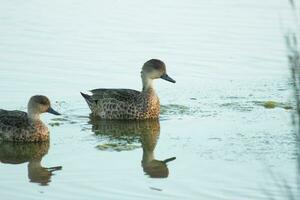 Grey Teal in Australasia photo