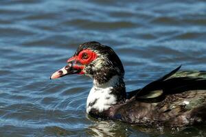 Muscovy Duck in Australasia photo