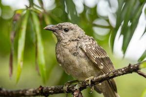 Great Bowerbird in Australia photo