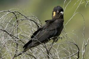 Yellow-tailed Black Cockatoo in Australia photo