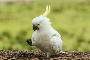 con cresta de azufre cacatúa en Australia foto