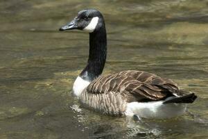 Canada Goose in Australasia photo