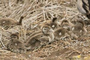 Maned Duck in Australia photo