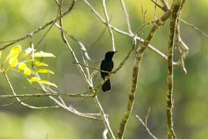 Shining Flycatcher in Australia photo