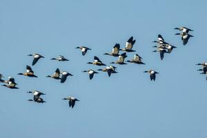 australiano Shelduck en Australia foto