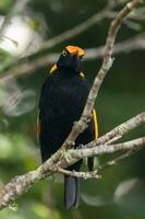 Regent Bowerbird in Australia photo