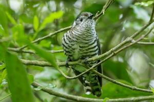 Shining Bronze Cuckoo photo