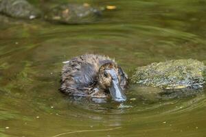 New Zealand Scaup Duck photo