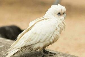 Little Corella in Australia photo