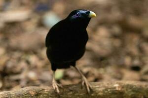 Satin Bowerbird in Australia photo