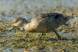 Grey Teal in Australasia photo