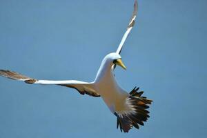 Masked Booby in Australia photo