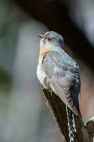 Fan-tailed Cuckoo in Australia photo