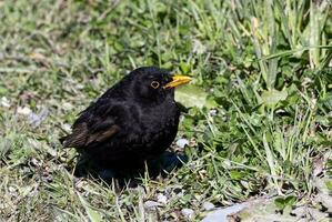 European Blackbird in Australasia photo