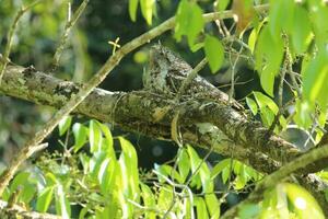 Papuan Frogmouth in Australia photo