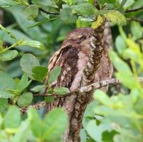 Papuan Frogmouth in Australia photo