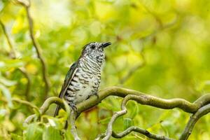 Shining Bronze Cuckoo photo