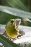 europeo finchada verde pájaro foto