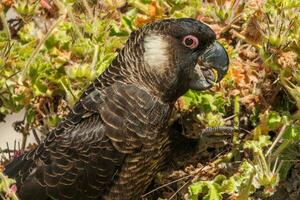 Carnaby's Black Cockatoo in Australia photo