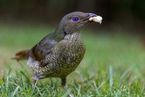 Satin Bowerbird in Australia photo