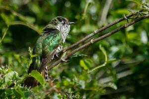 Shining Bronze Cuckoo photo