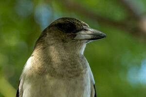 Pied Butcherbird in Australia photo